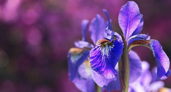 Powder to the people: the many moods of iris