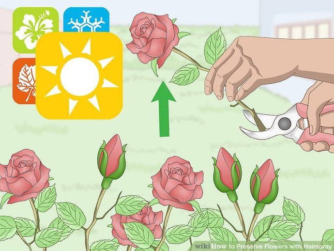 How to Preserve Flowers with Hairspray